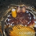 octopus_coconut_can_kbrtk2_h_0243_sul6737.jpg